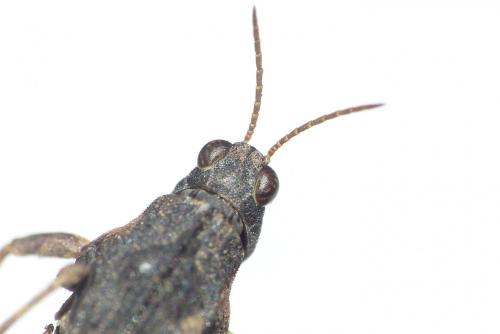 Réf. 280 253 : Tetrix subulata
